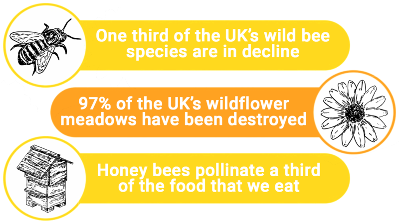 Seeds for Bees 2021: A 38 Degrees Campaign